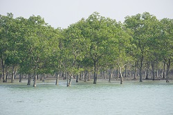 Mangroven 250