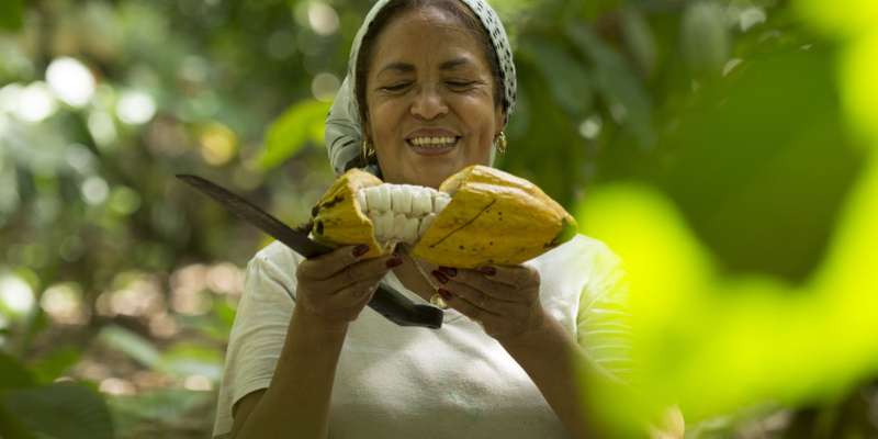 Naturland Kleinbäuerin bei der Kakaoernte © Naturland
