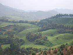 Ökologische Teeplantage in China © Naturland