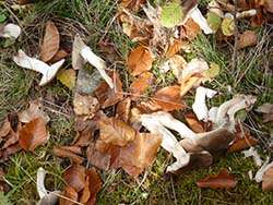 Pilze aus Wildsammlung aus der Ukraine © Naturland
