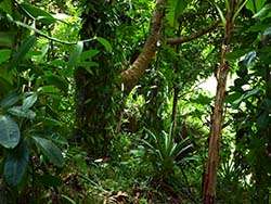 ökologischer Agroforst in Madagaskar © Naturland