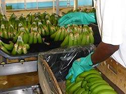 Bananenpackstation in der Domenikanischen Republik © Naturland