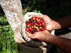 ökologische Kaffeekirschen aus Papuaneuguinea © Naturland