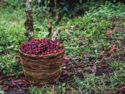 Biokaffee in Honduras © Naturland